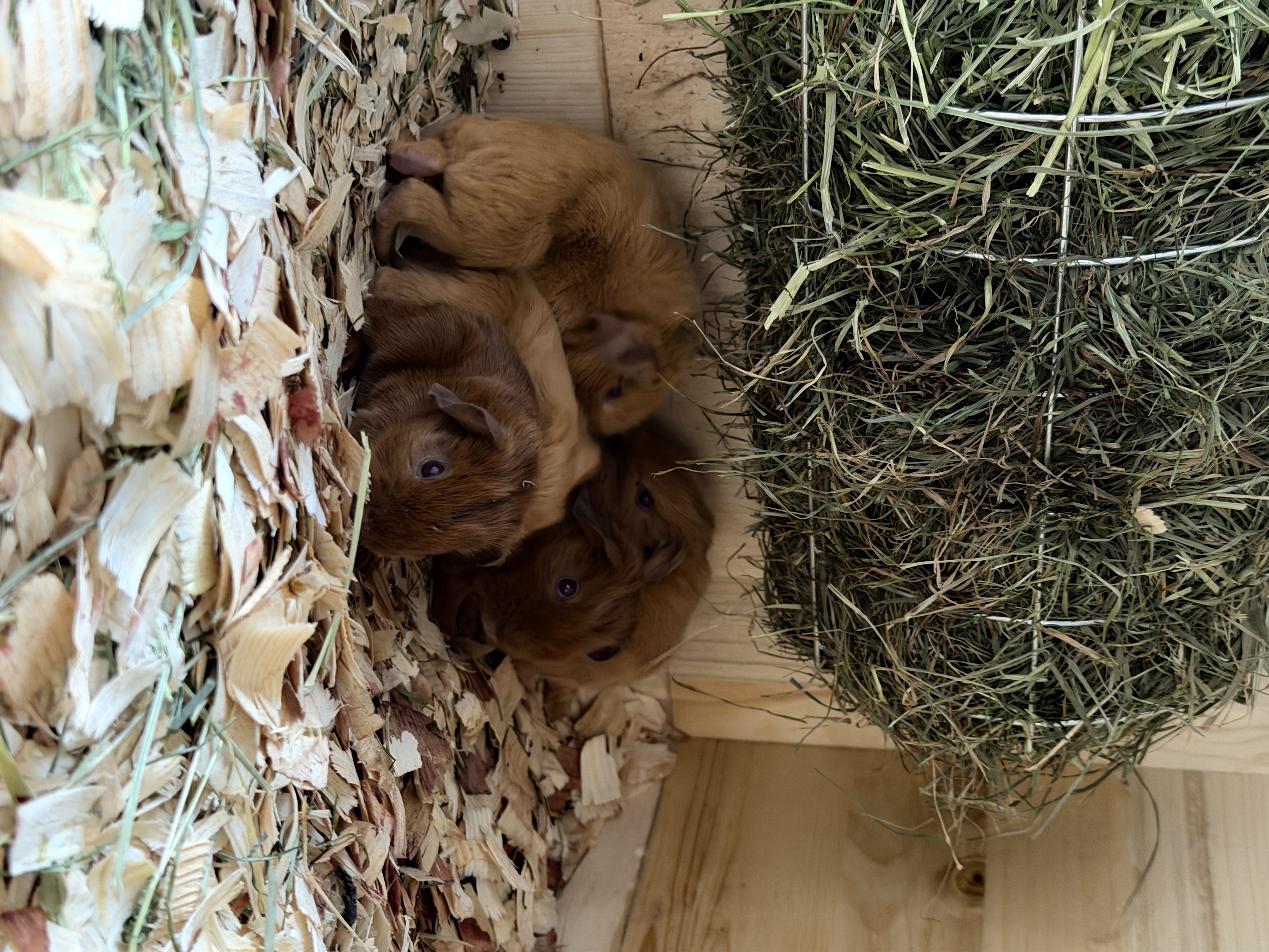 24.04.2026 Süßer Nachwuchs