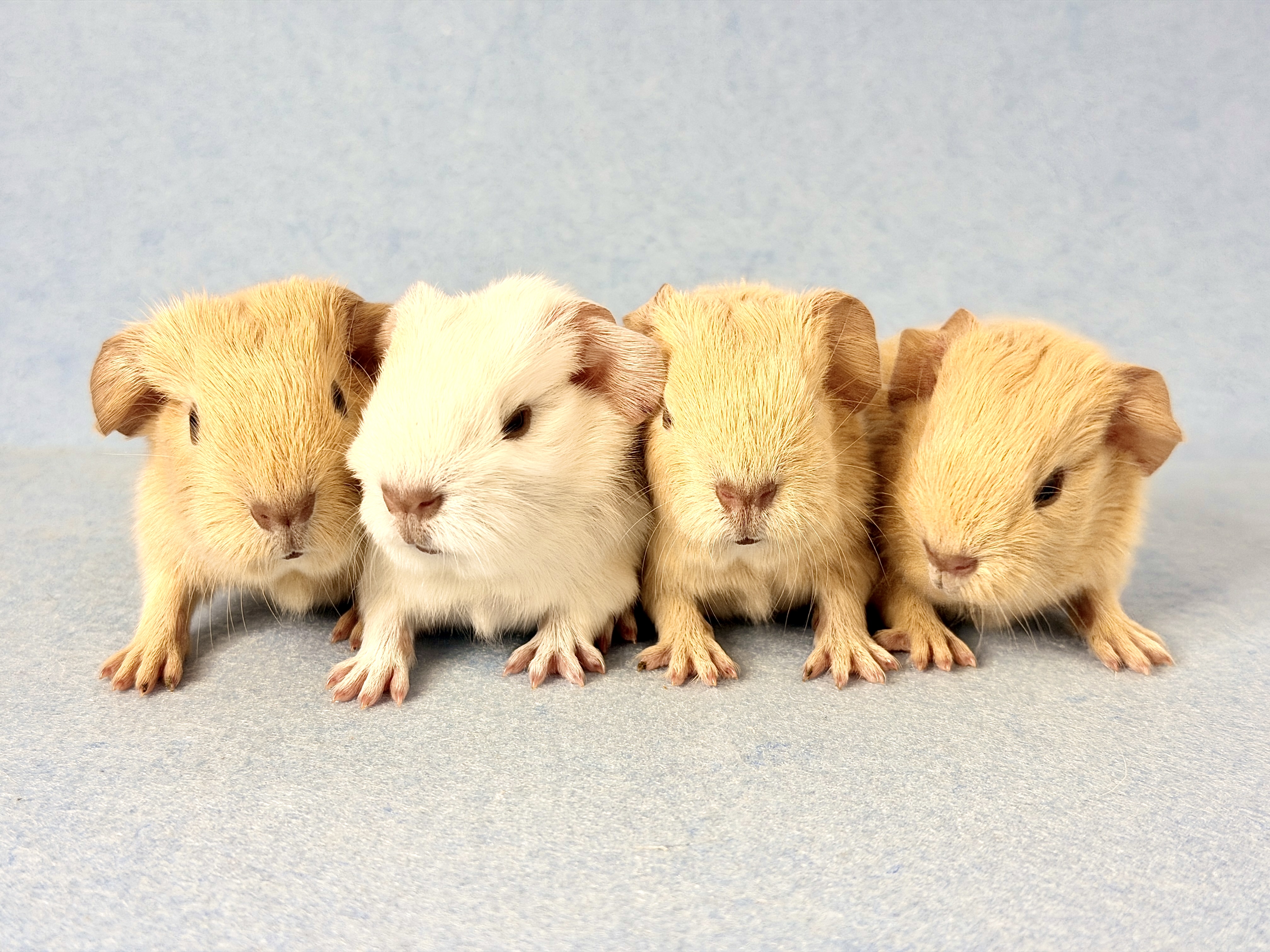 Aktuelle Bilder unseres Wurfes vom 22.12.2025