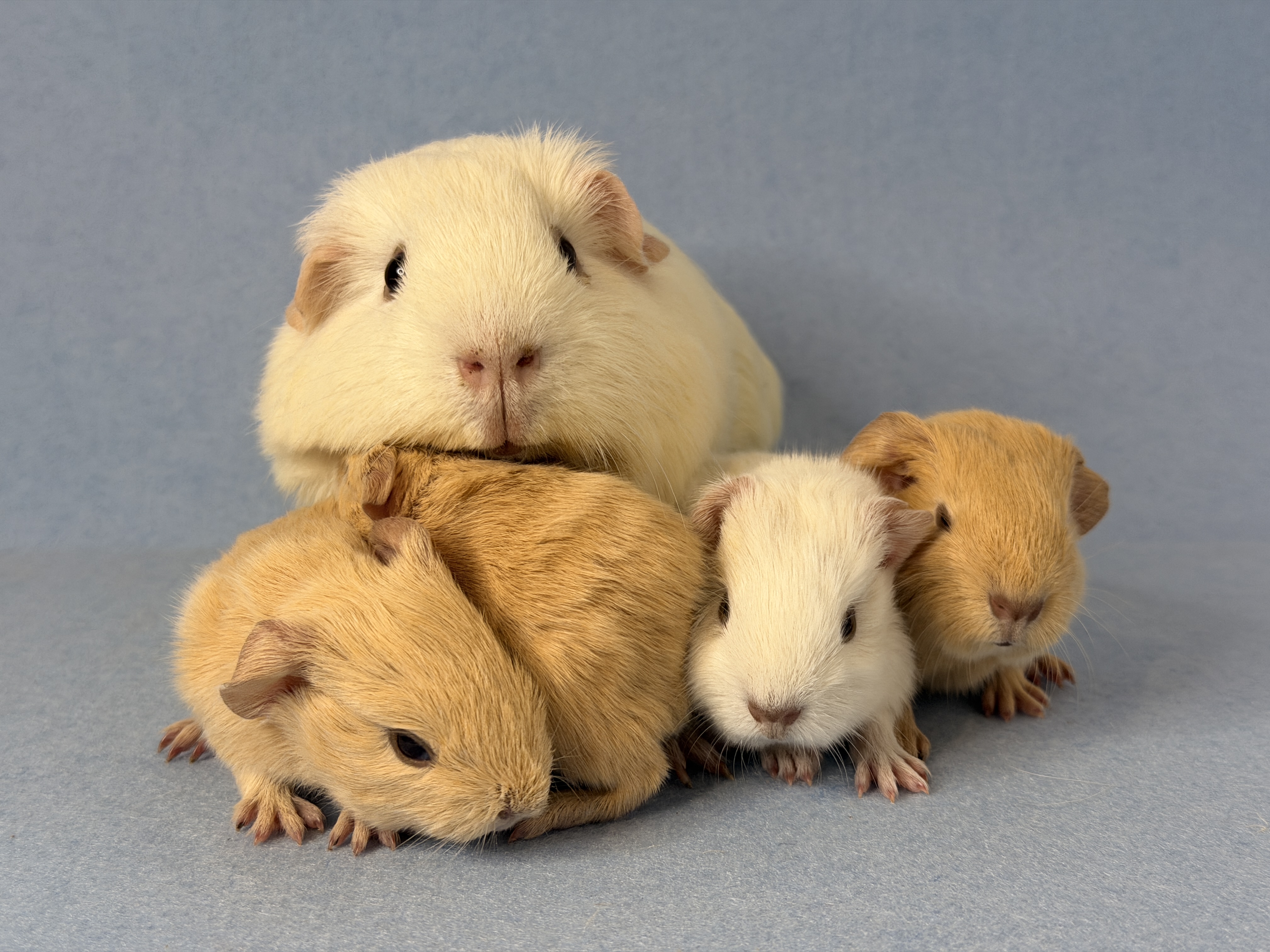 Aktuelle Bilder unseres Wurfes vom 22.12.2025