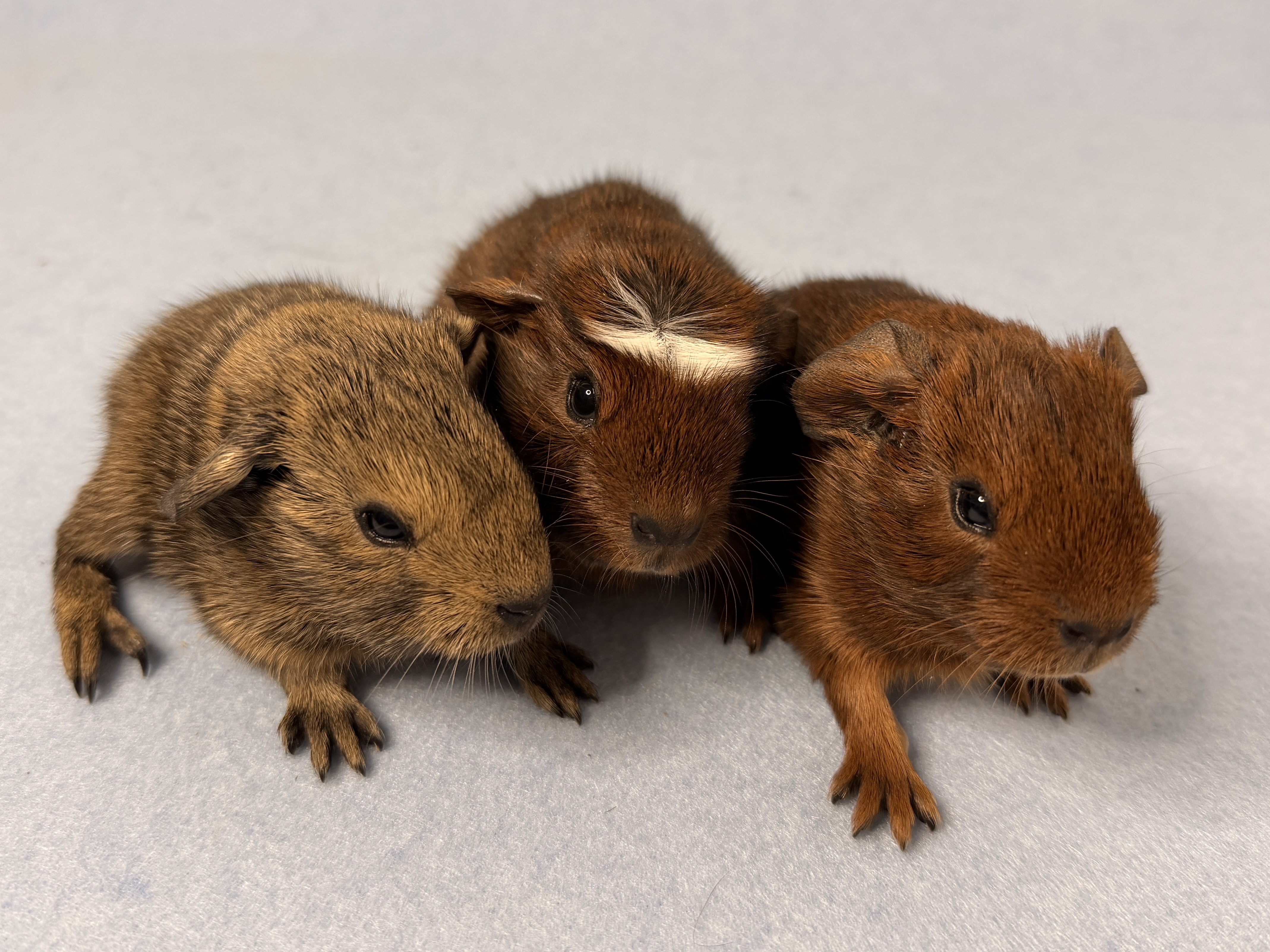 22.01.2026 - Klopper ist geboren