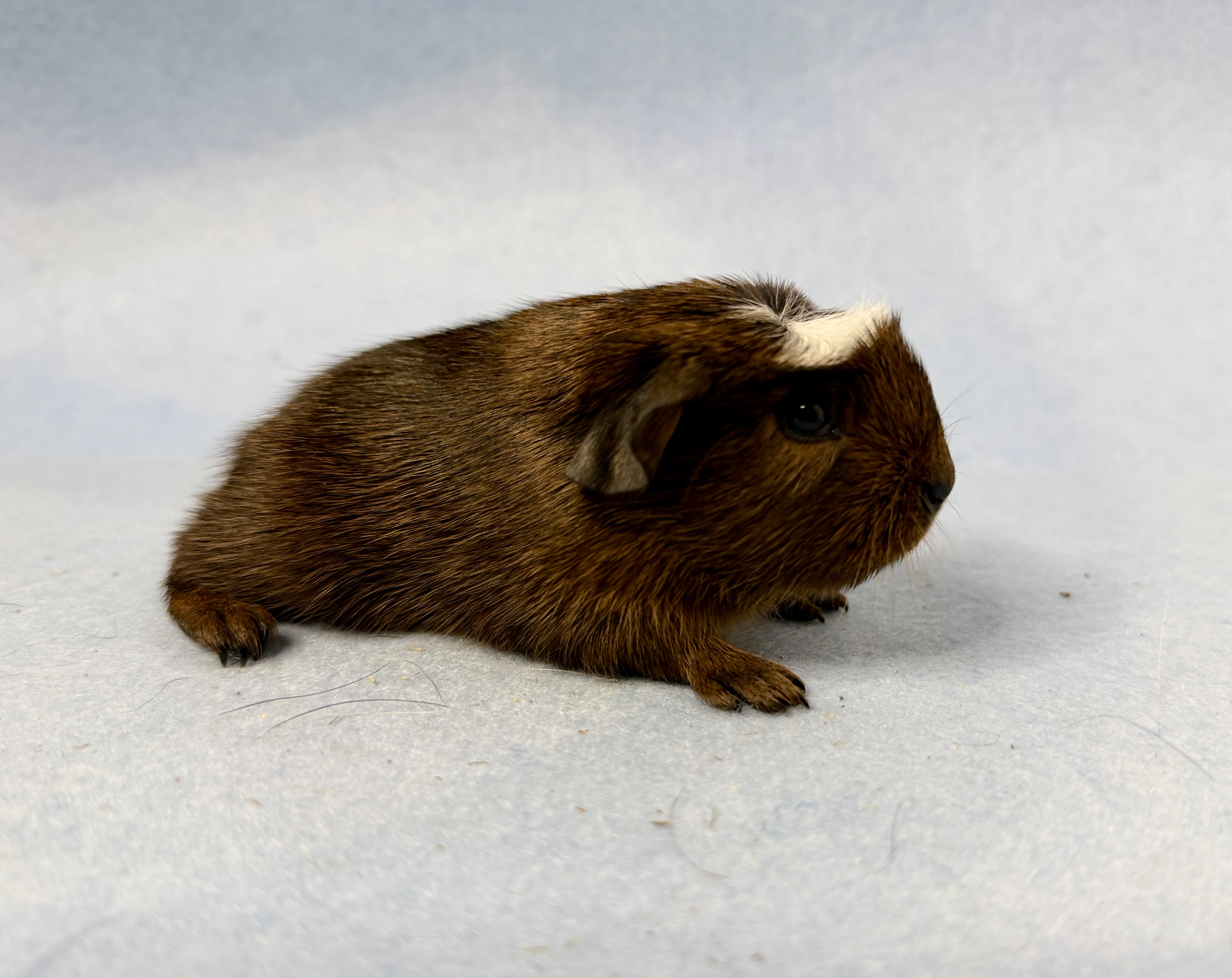 22.01.2026 - Klopper ist geboren