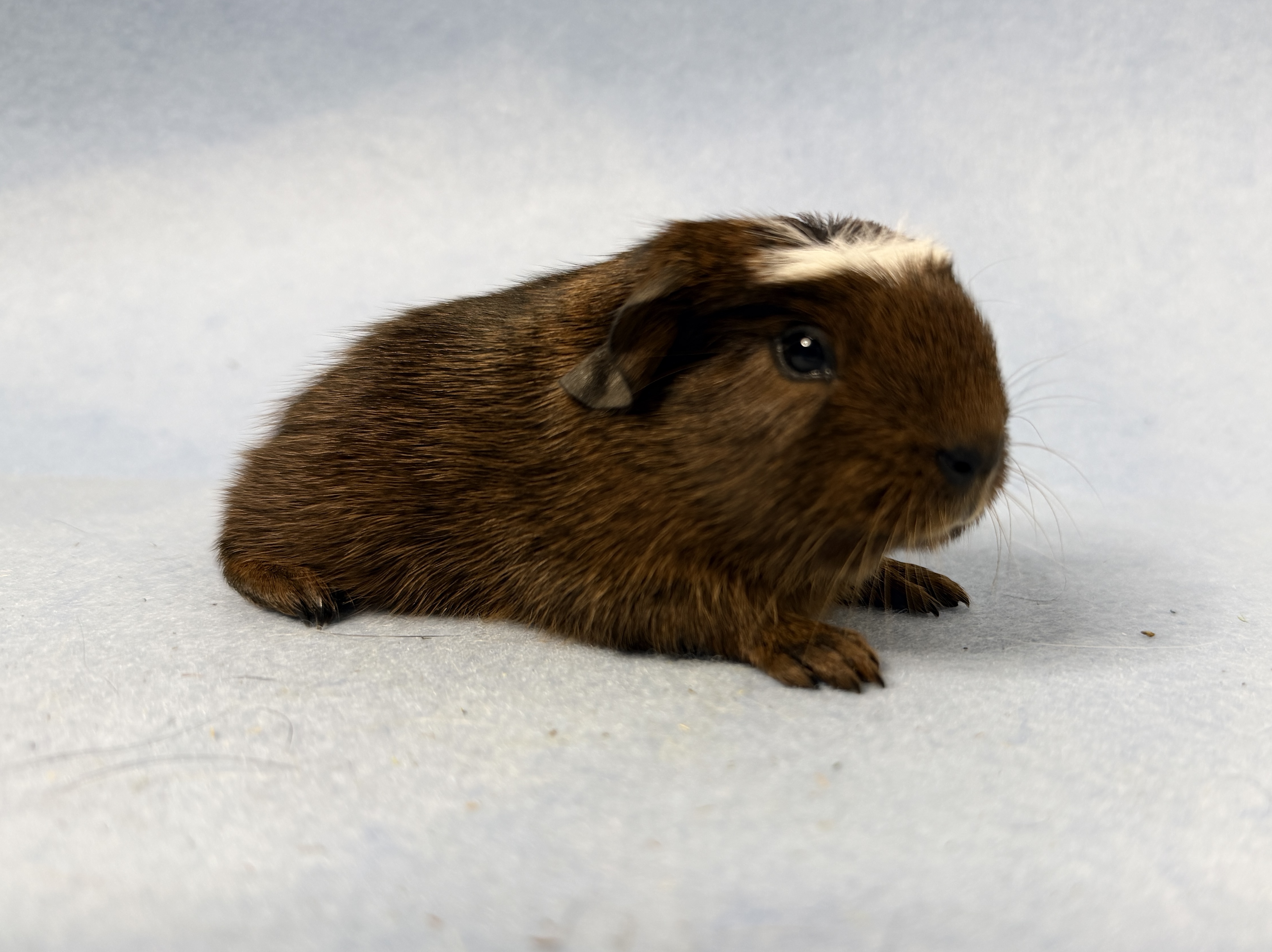 22.01.2026 - Klopper ist geboren