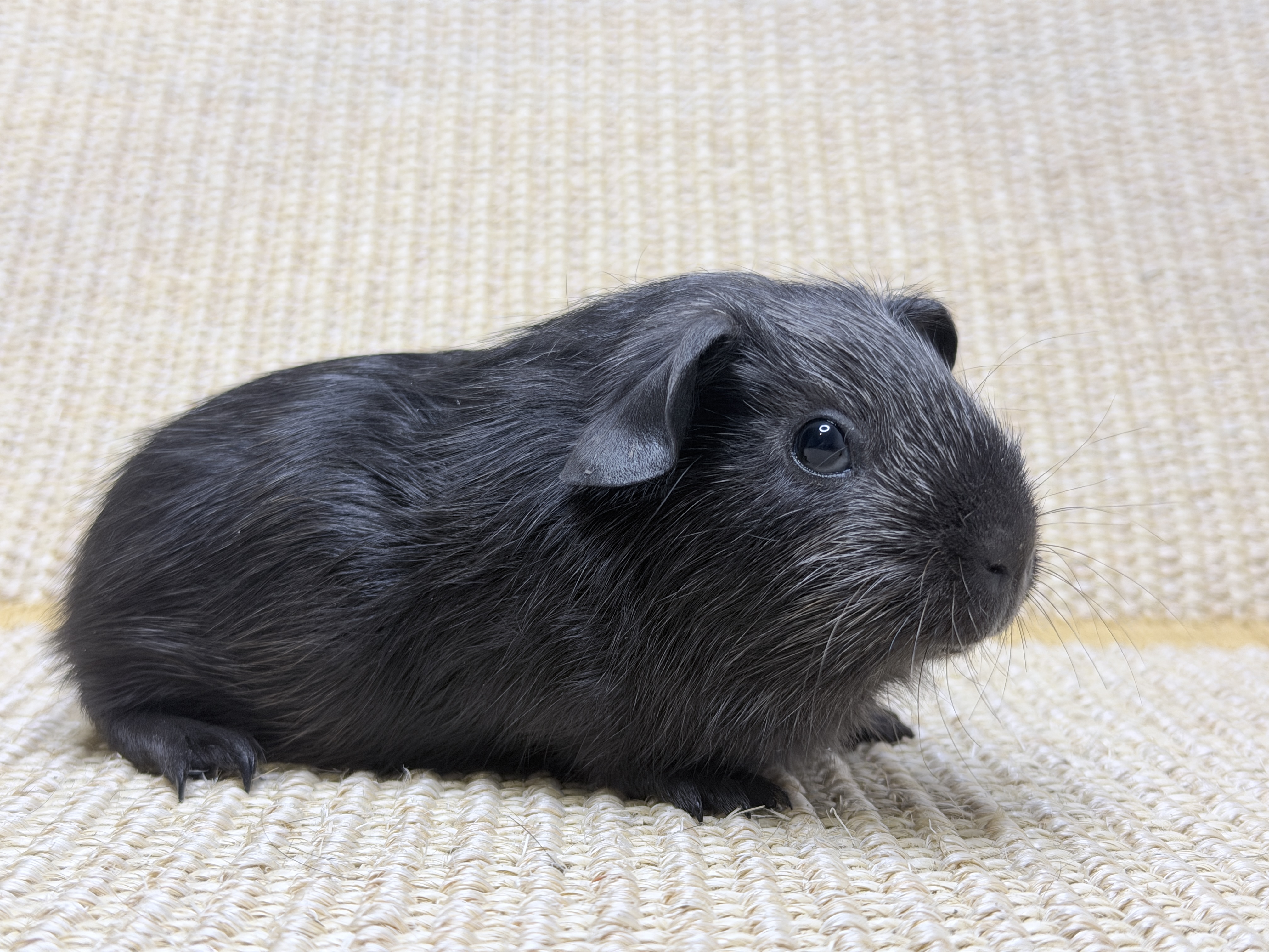 Opollo 🚹