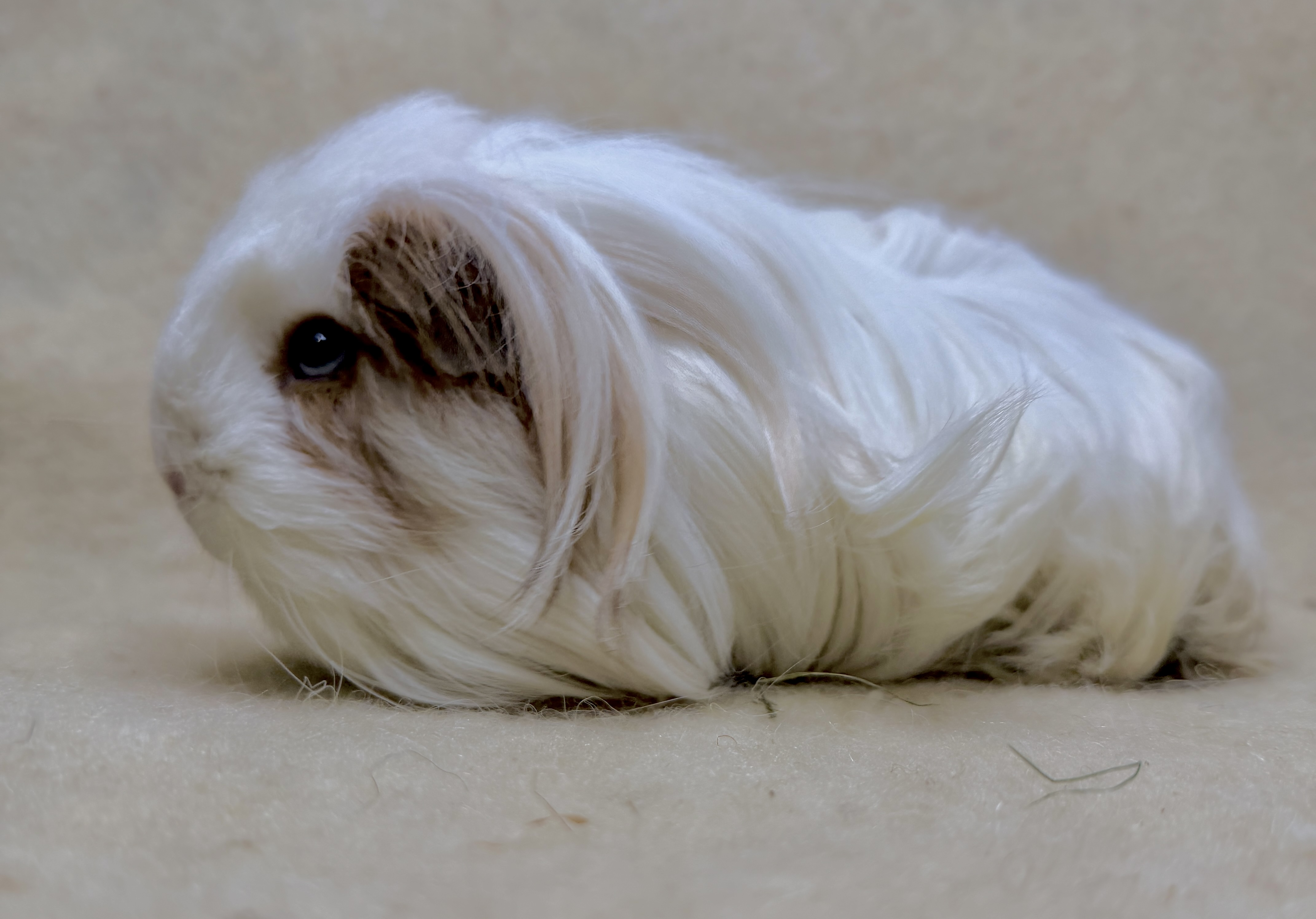 Jeppe, männlich kastriert