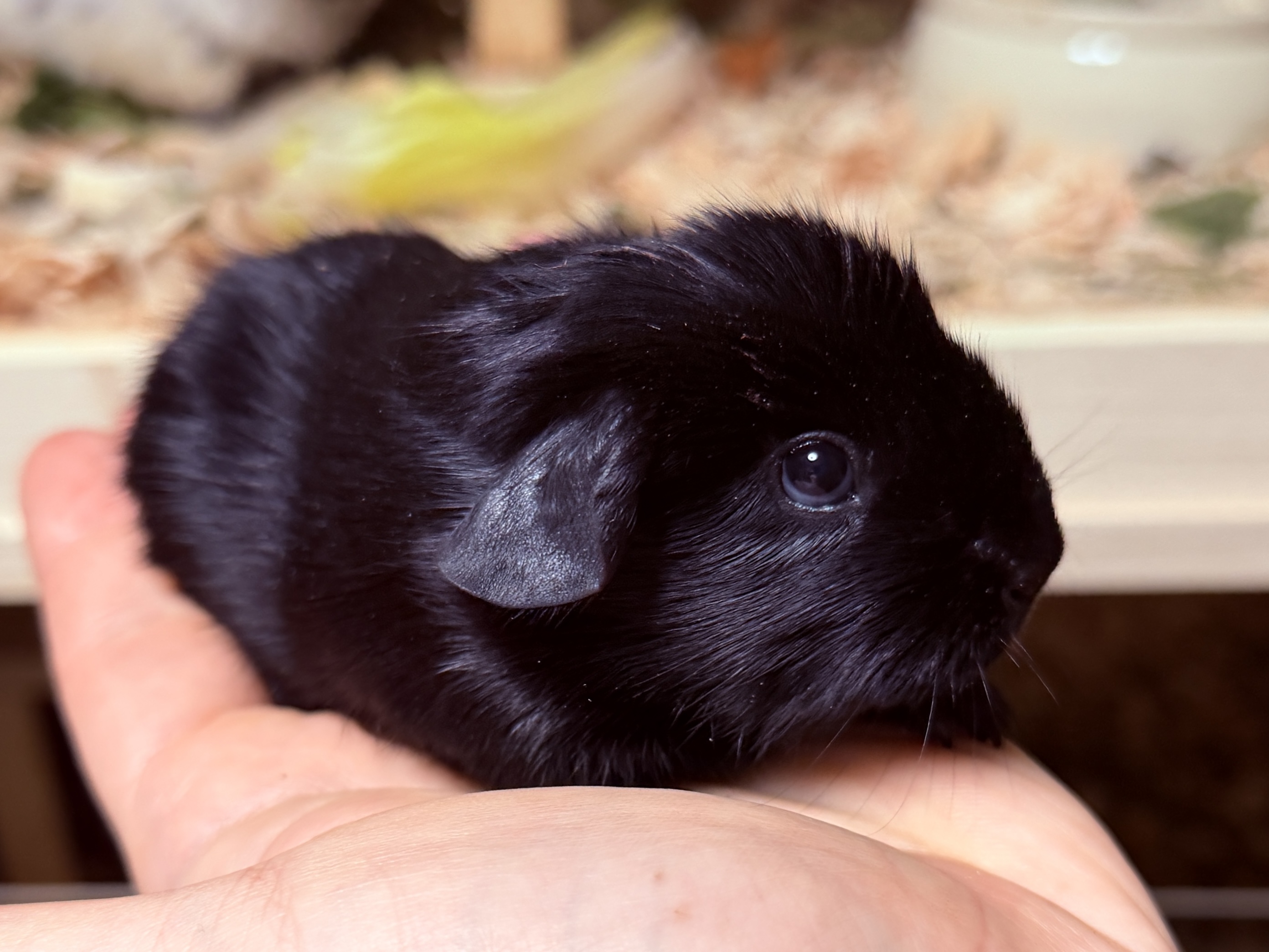 Blacky, männlich frühkastriert