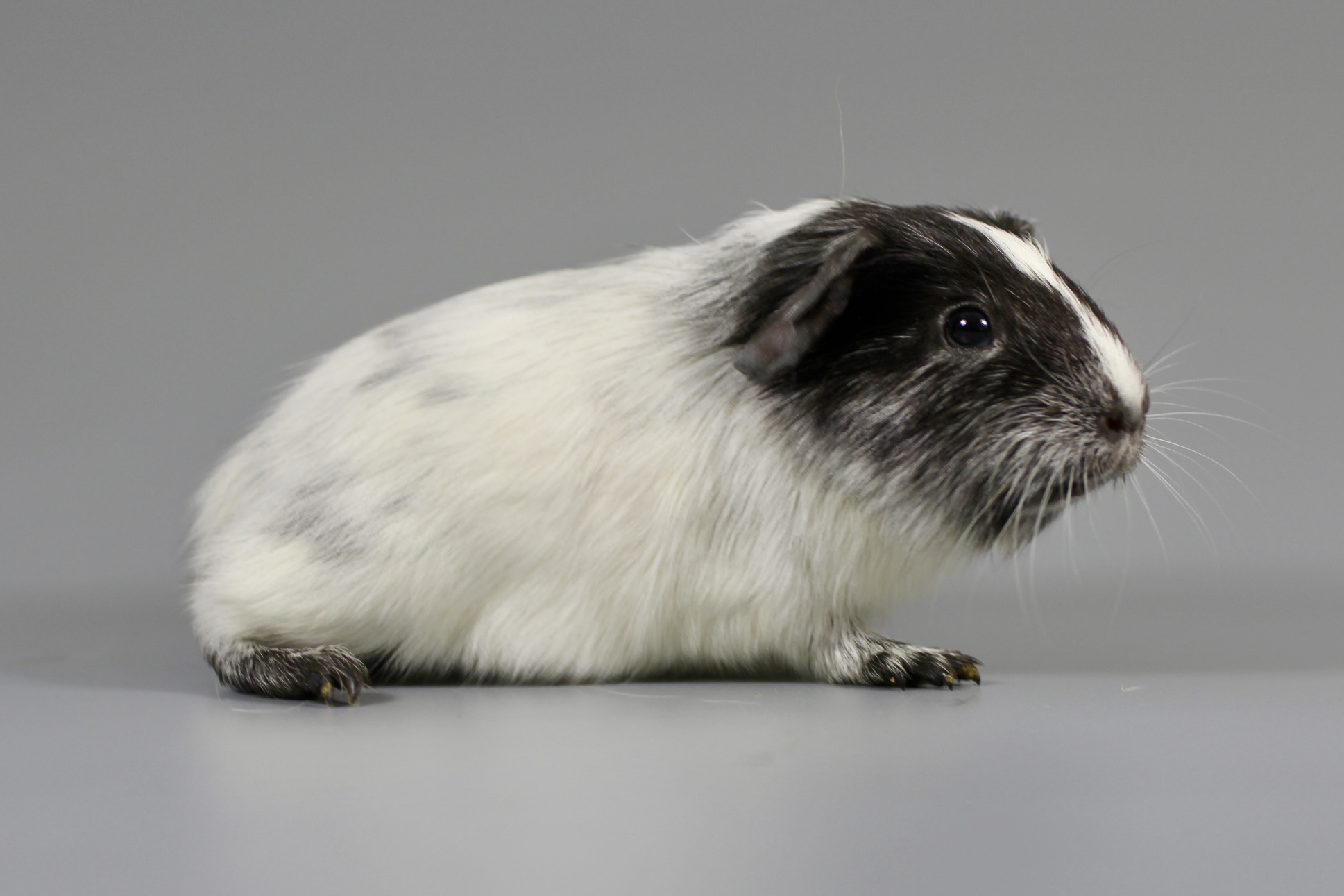 Ludwig-Maximilian